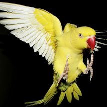 Indian Ring-necked Parakeet - lutino variety
