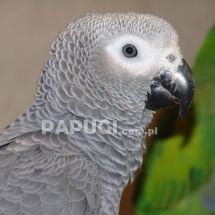 Серый попугай (жако)