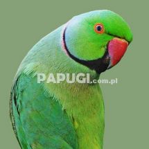 Indian Ring-necked Parakeet