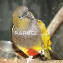 Патагонский попугай (скалистый)