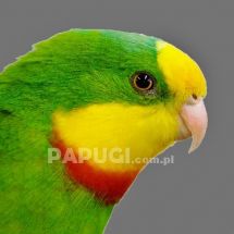 Papuga tarczowa (barabanda)