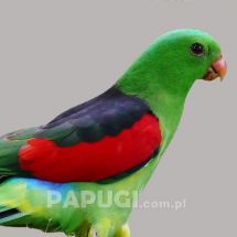 Papuga czerwonoskrzydła