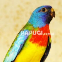 Scarlet-chested Parrot