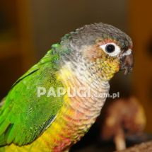 Зеленощёкий краснохвостый попугай (бирюзовый опалин)