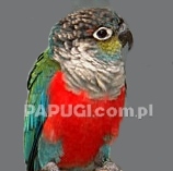 Жемчужный краснохвостый попугай
