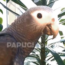 Timneh African Grey Parrot