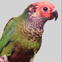 Rose-fronted parakeet