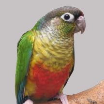Зеленощёкий краснохвостый попугай