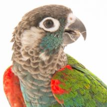 Жемчужный краснохвостый попугай