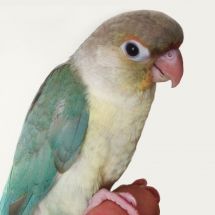 Зеленощёкий краснохвостый попугай (бирюзовый pinnaple)