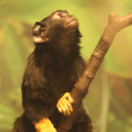Tamaryna (marmozeta) żółtoręka