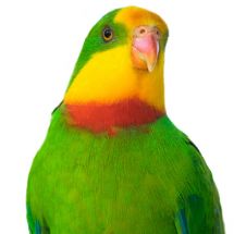 Superb parrot (Barraband's parakeet)
