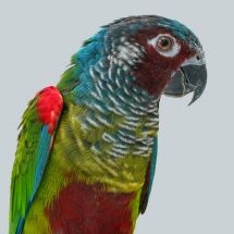 Venezuelan parakeet