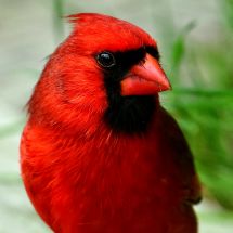 Kardynał szkarłatny