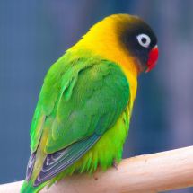 Масковый неразлучник