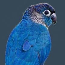 Зеленощёкий краснохвостый попугай (сапфировый)